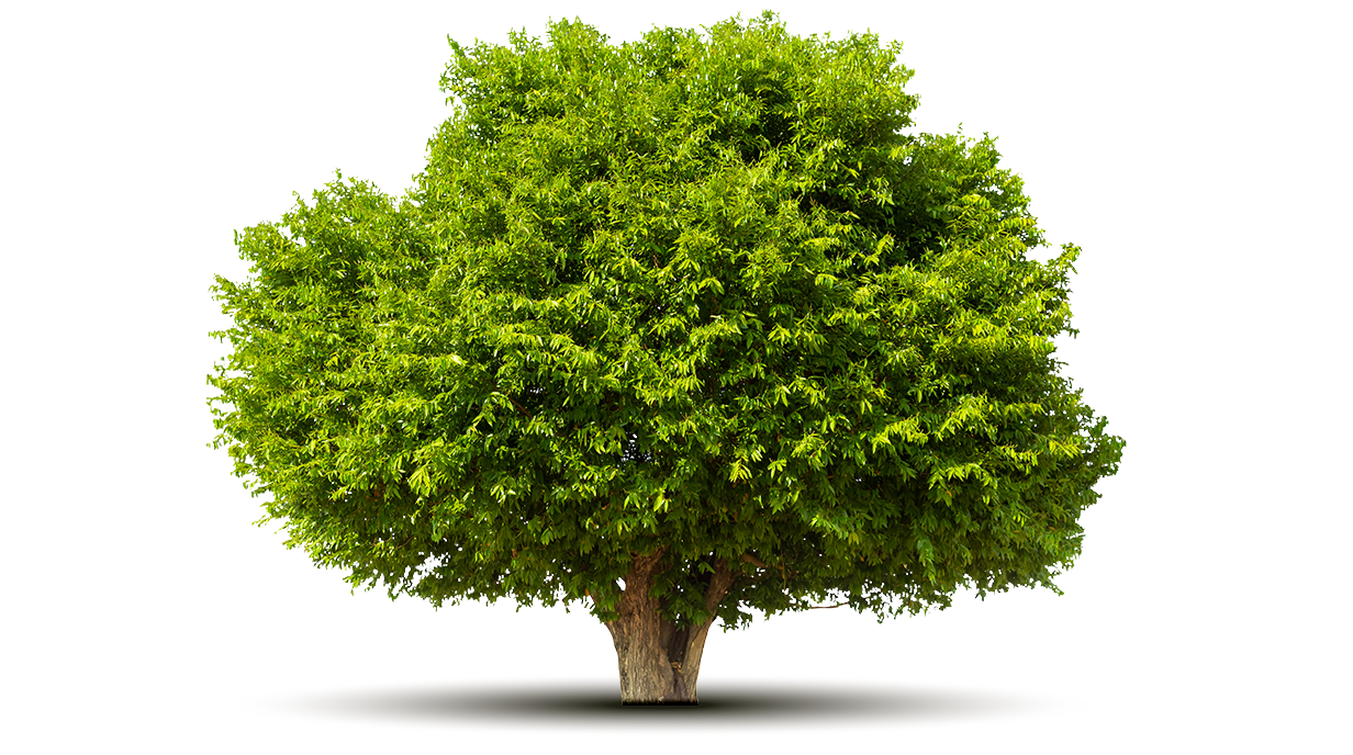 Offset your Freight carbon footprint. SAN CO2 Offset. Carbon Footprint Offset